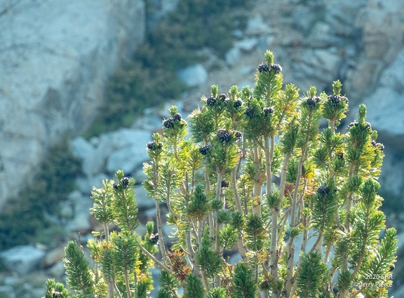 20200817 Sierra High Route-1043