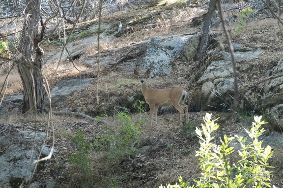 GAP20230721 Hetch Hetchy Hike-3332